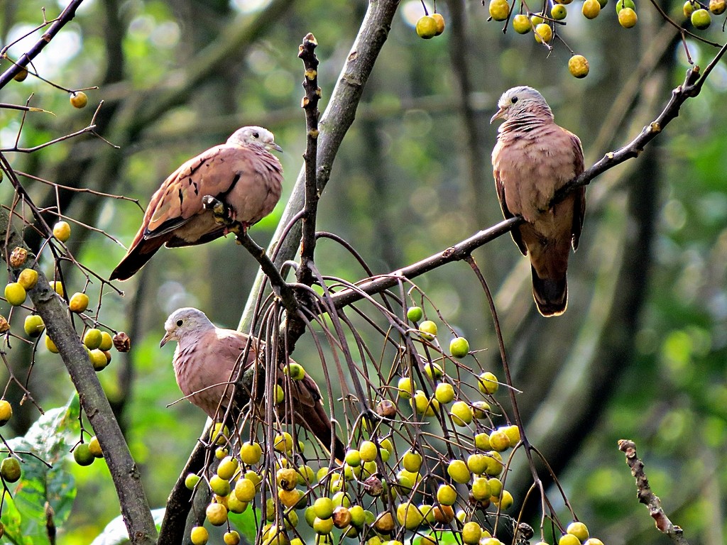 Ruddy Ground Dove - ML242450081