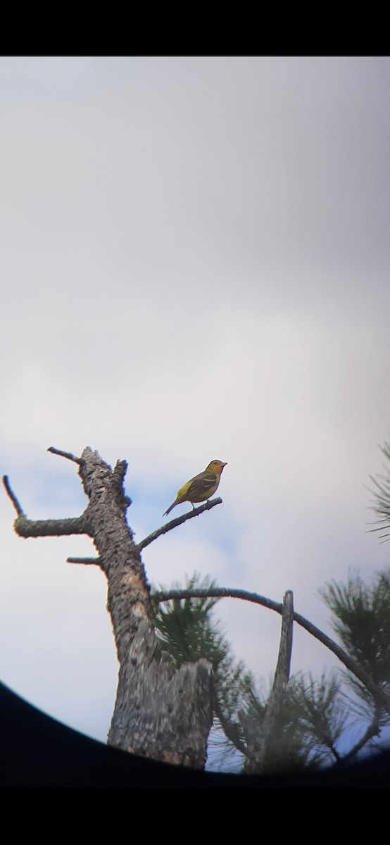 Western Tanager - ML242452341