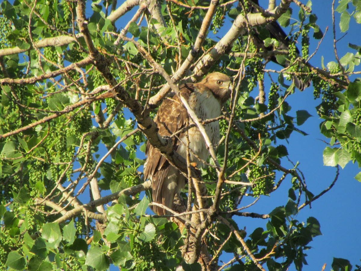 Red-tailed Hawk - ML242452491