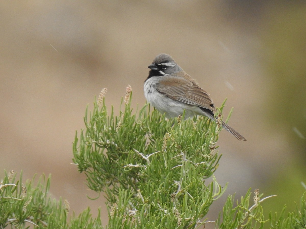 Black-throated Sparrow - Isaac  Denzer