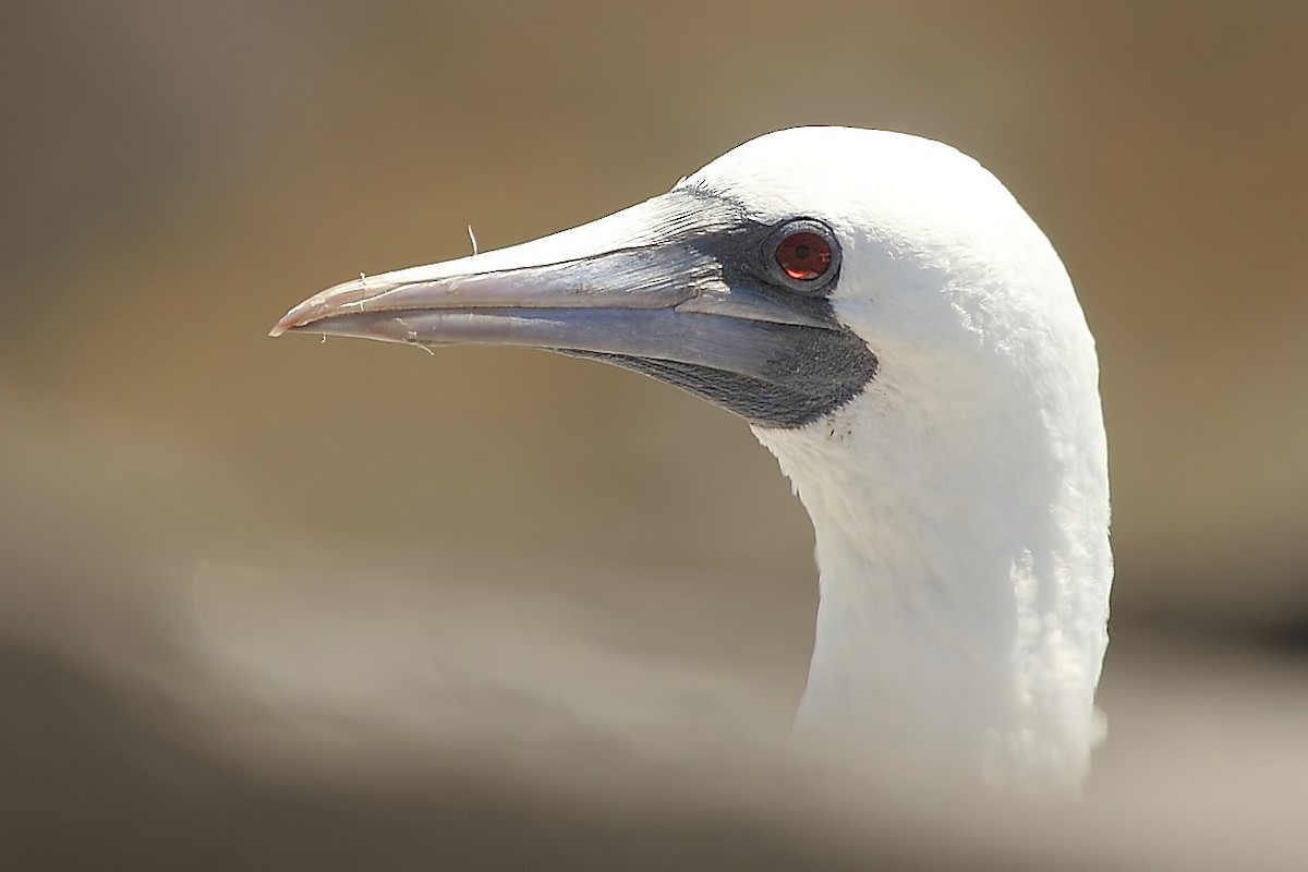 Peruvian Booby - ML242452671