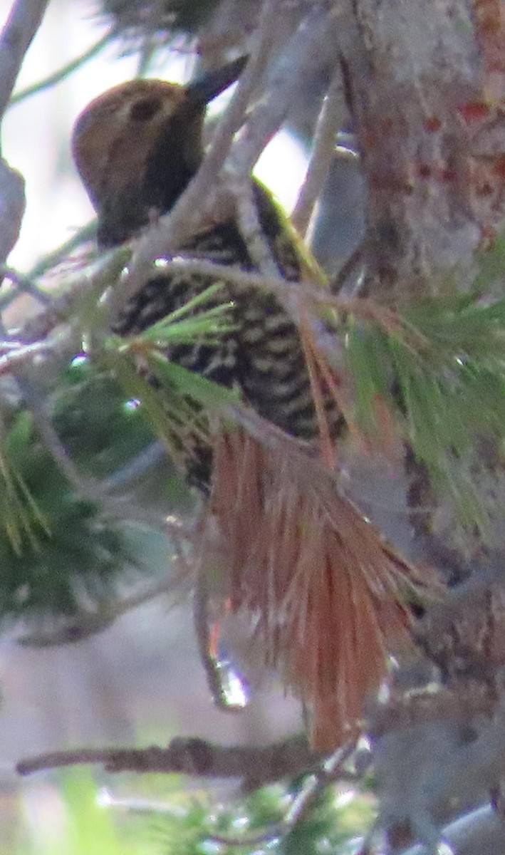 Williamson's Sapsucker - ML242452691