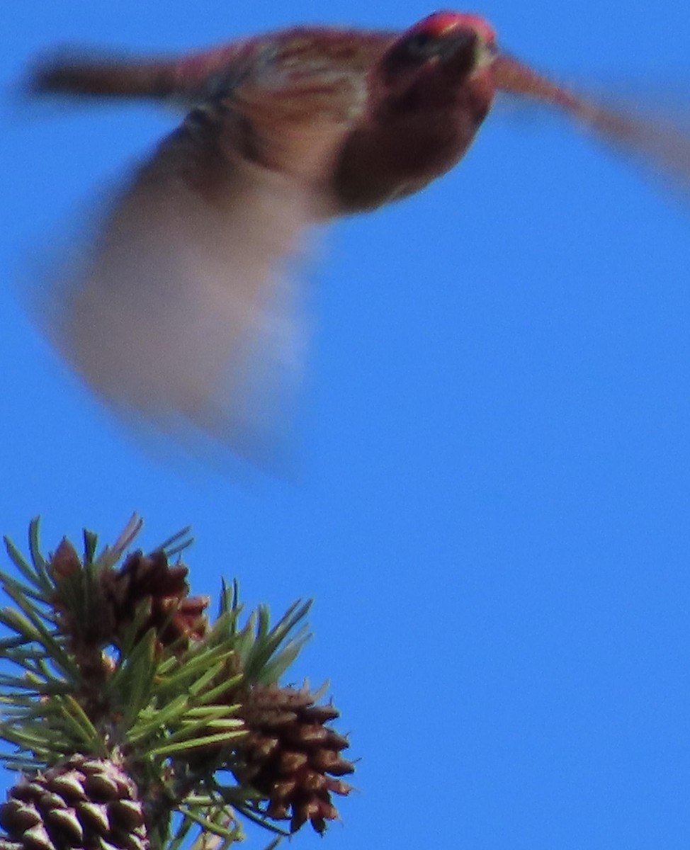 Cassin's Finch - ML242452761