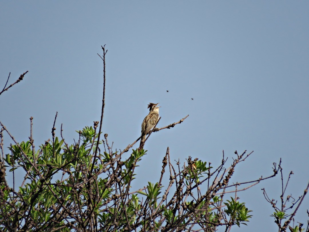 Striped Cuckoo - ML242453941