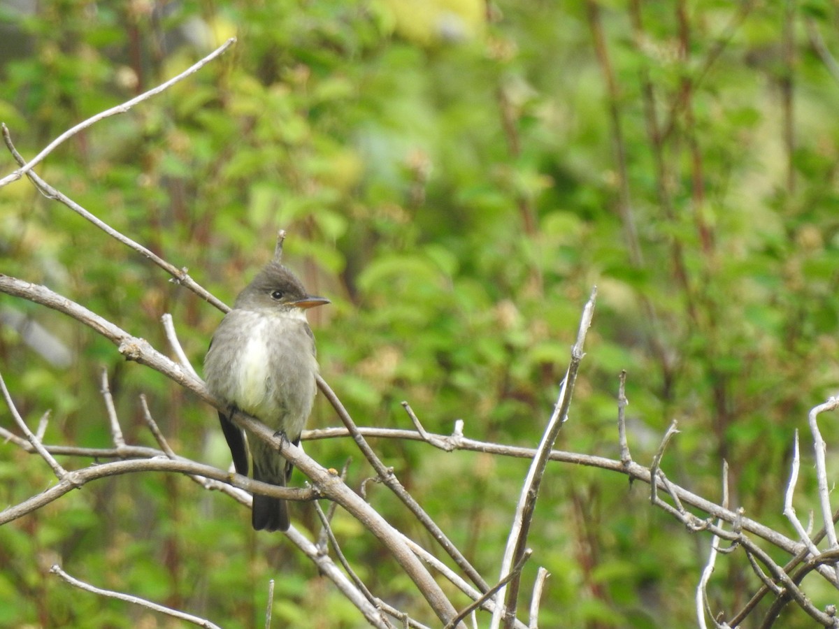 Olive-sided Flycatcher - ML242454621