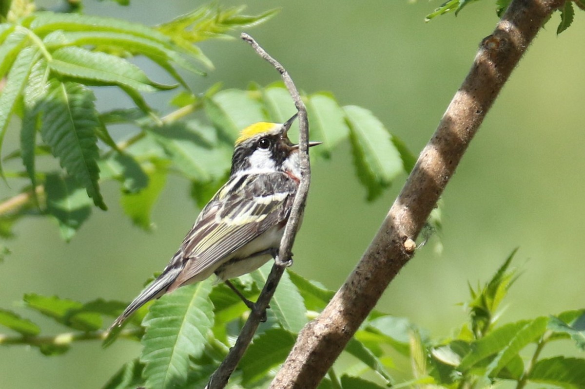 Chestnut-sided Warbler - ML242454721