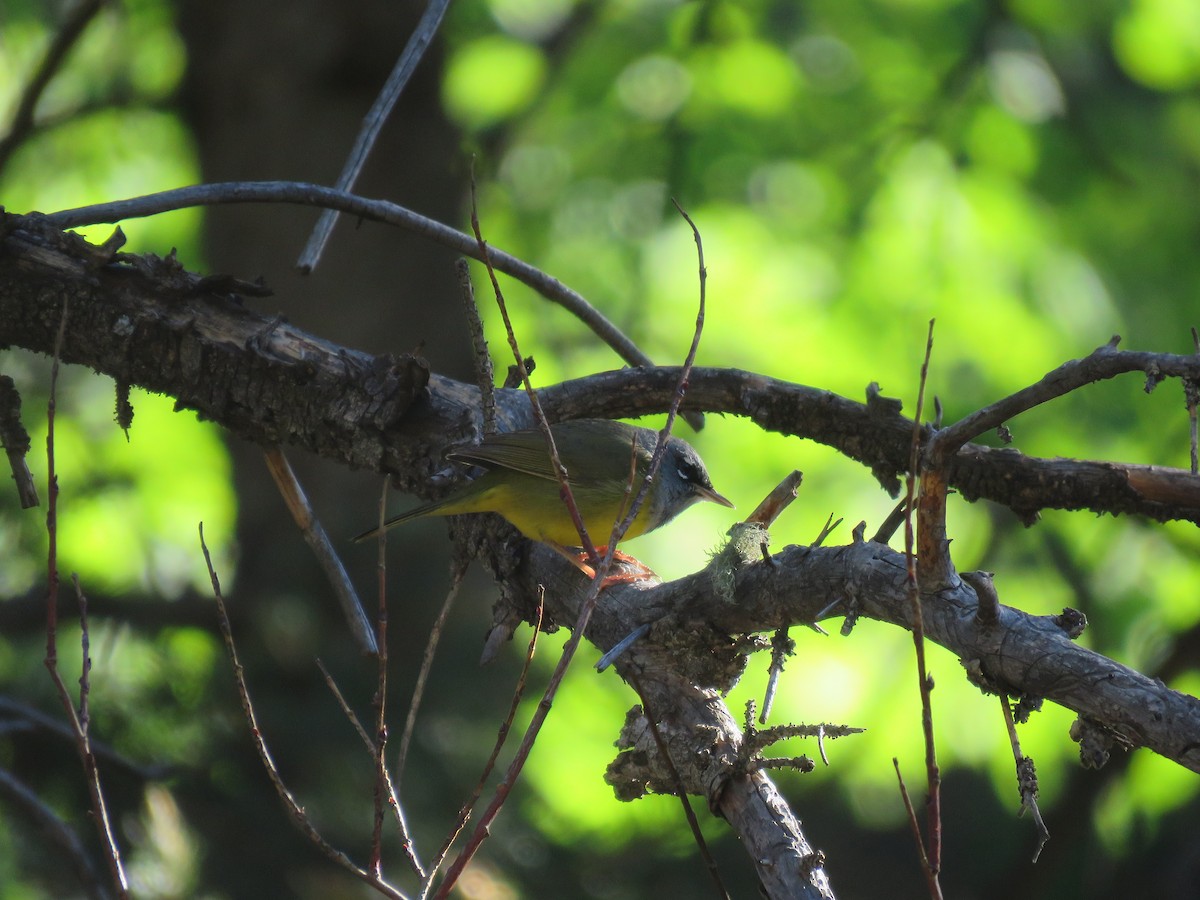 MacGillivray's Warbler - ML242454761