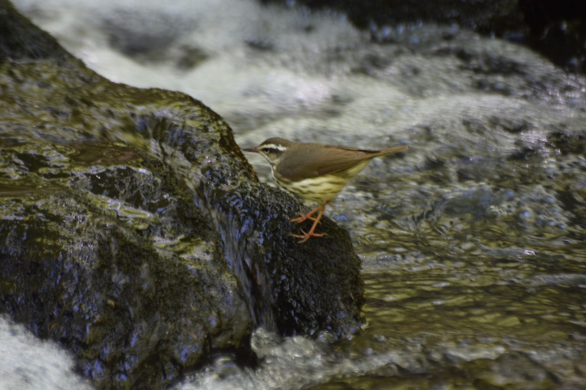 Louisiana Waterthrush - ML242454971