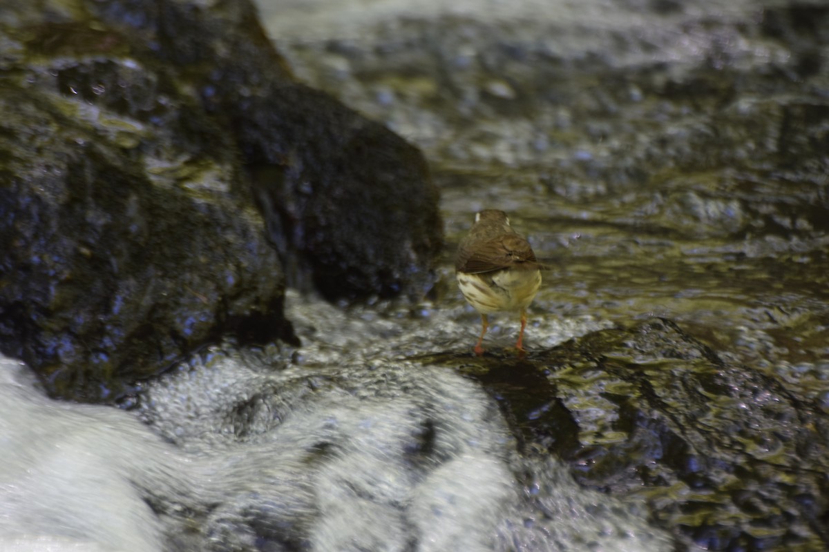 Louisiana Waterthrush - Jeffrey Greco