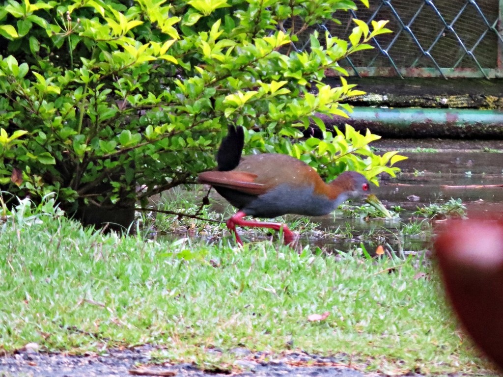 Slaty-breasted Wood-Rail - ML242455071