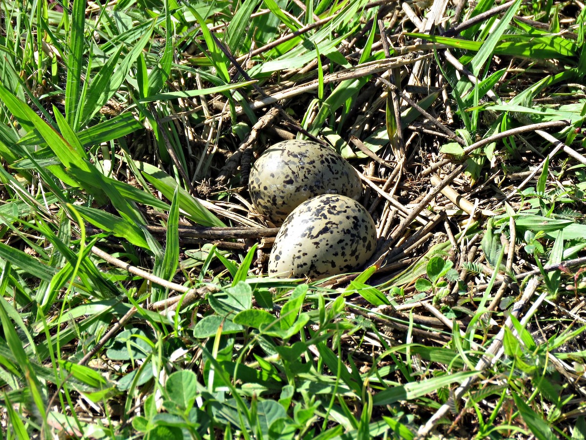 Southern Lapwing - ML242456191