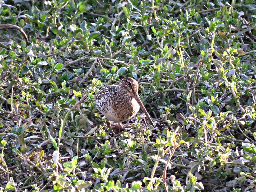 Pantanal Snipe - Fábio Toledo das Dores