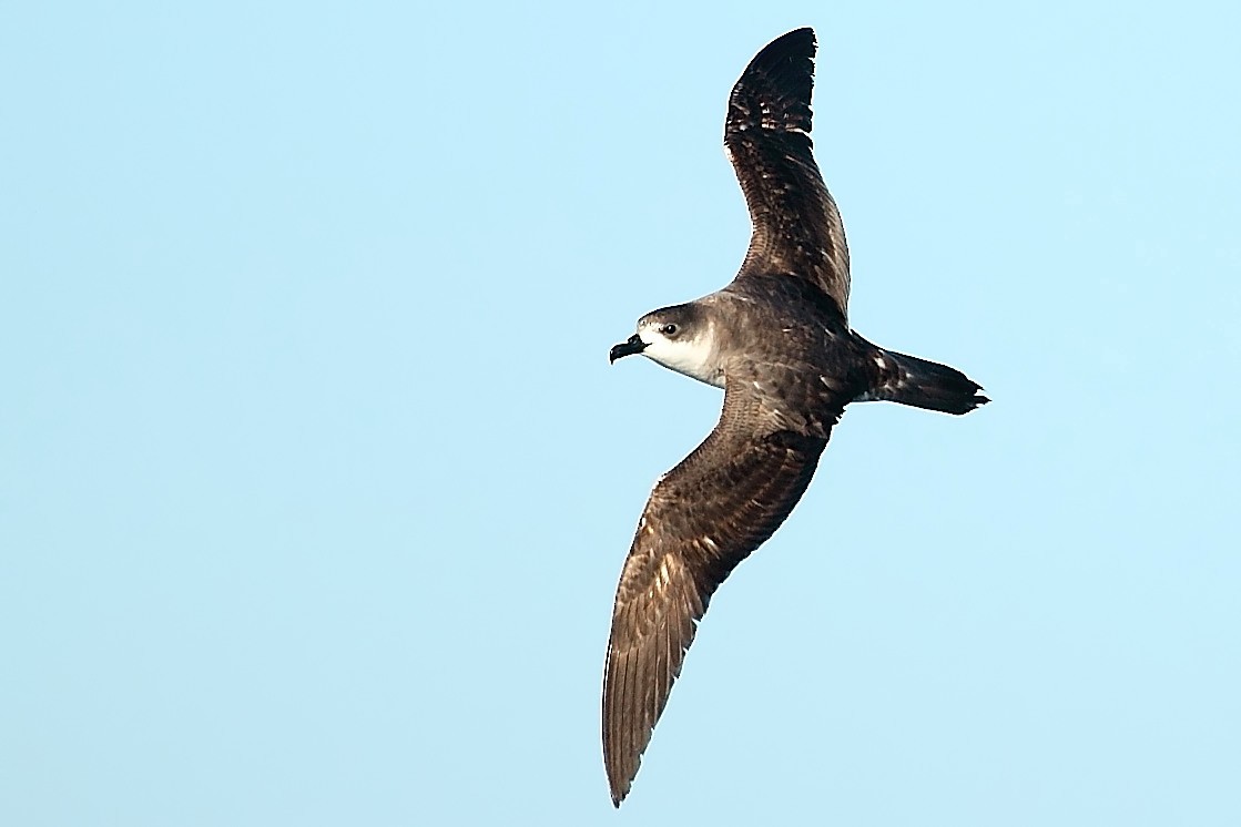 Juan Fernandez Petrel - Pablo Andrés Cáceres Contreras