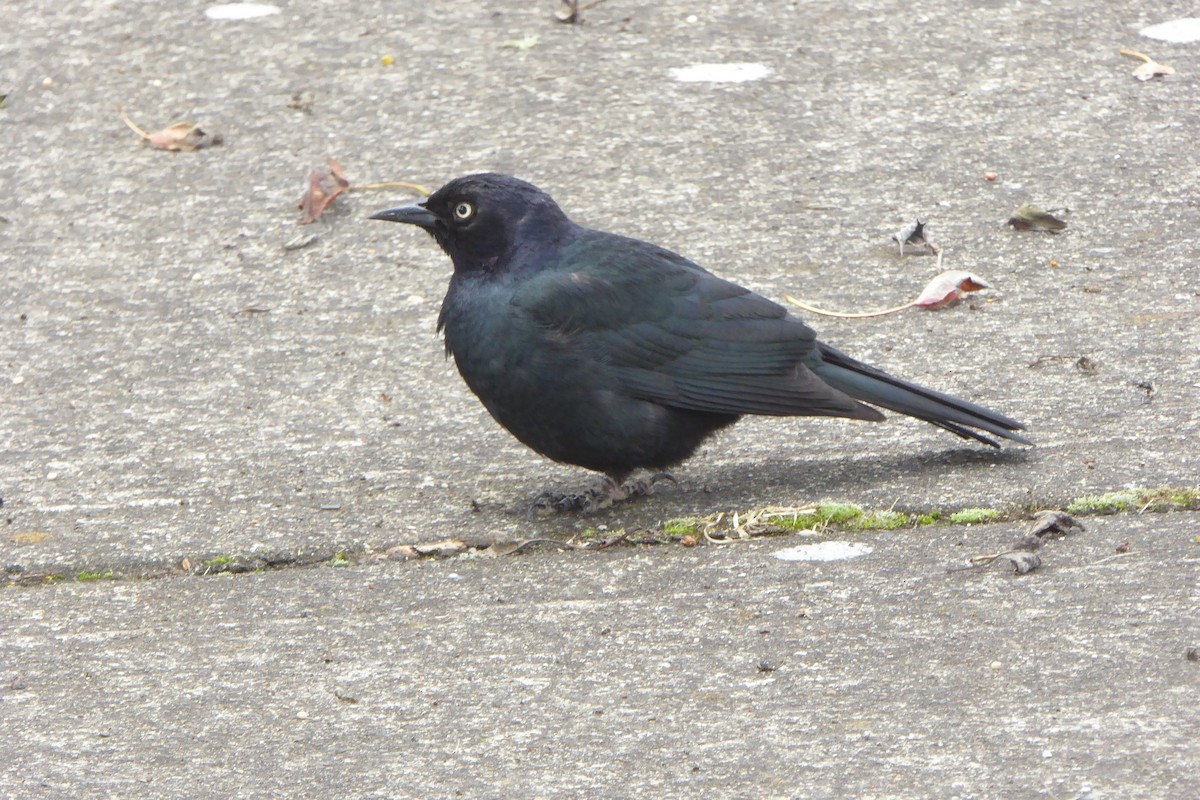 Brewer's Blackbird - ML242456691