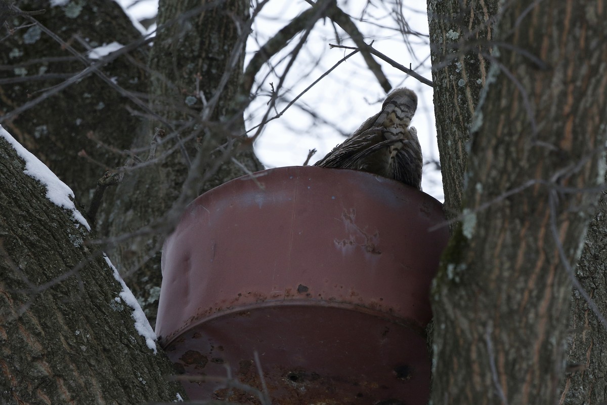 Great Horned Owl - ML24245721