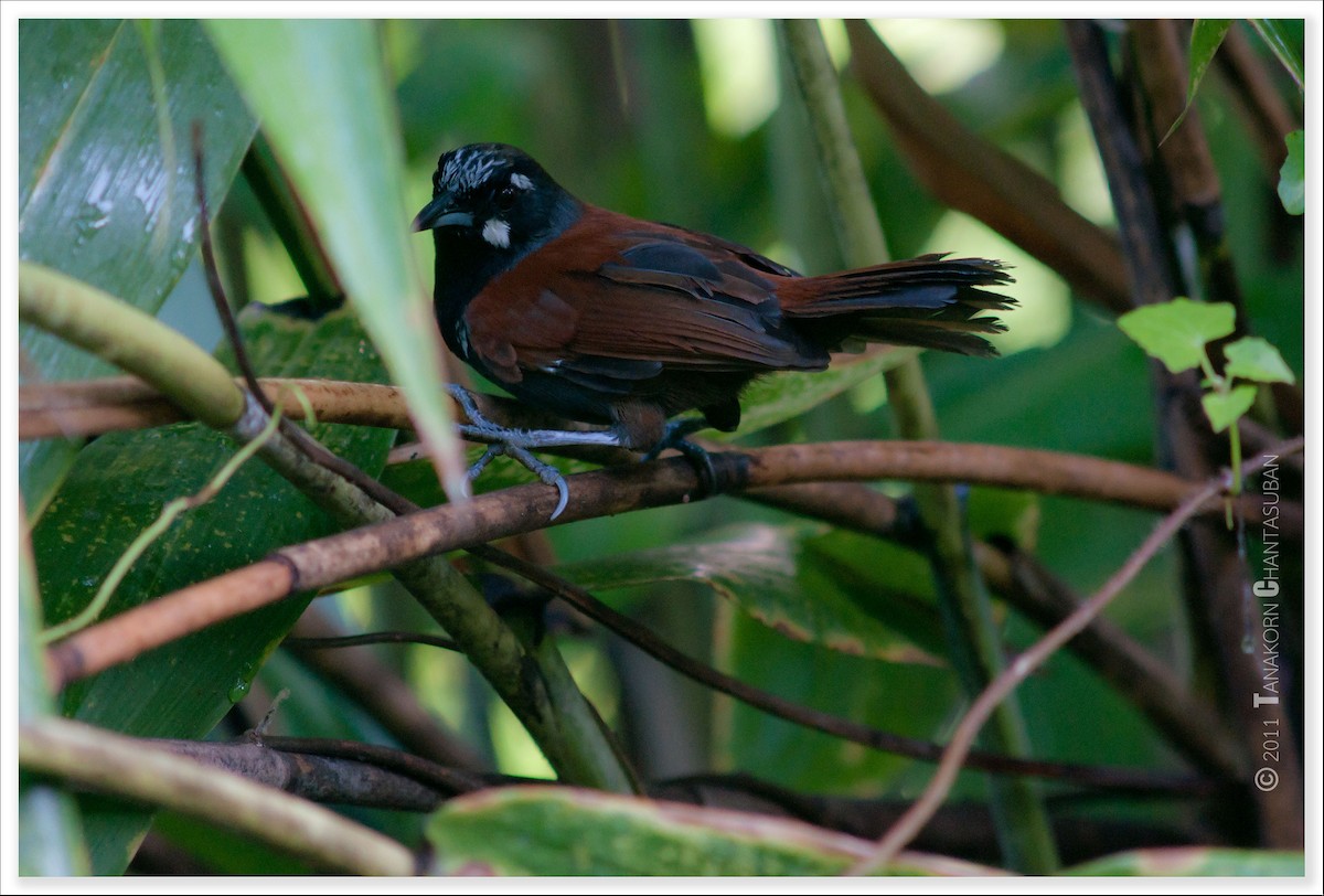 Black-throated Babbler - ML242458821