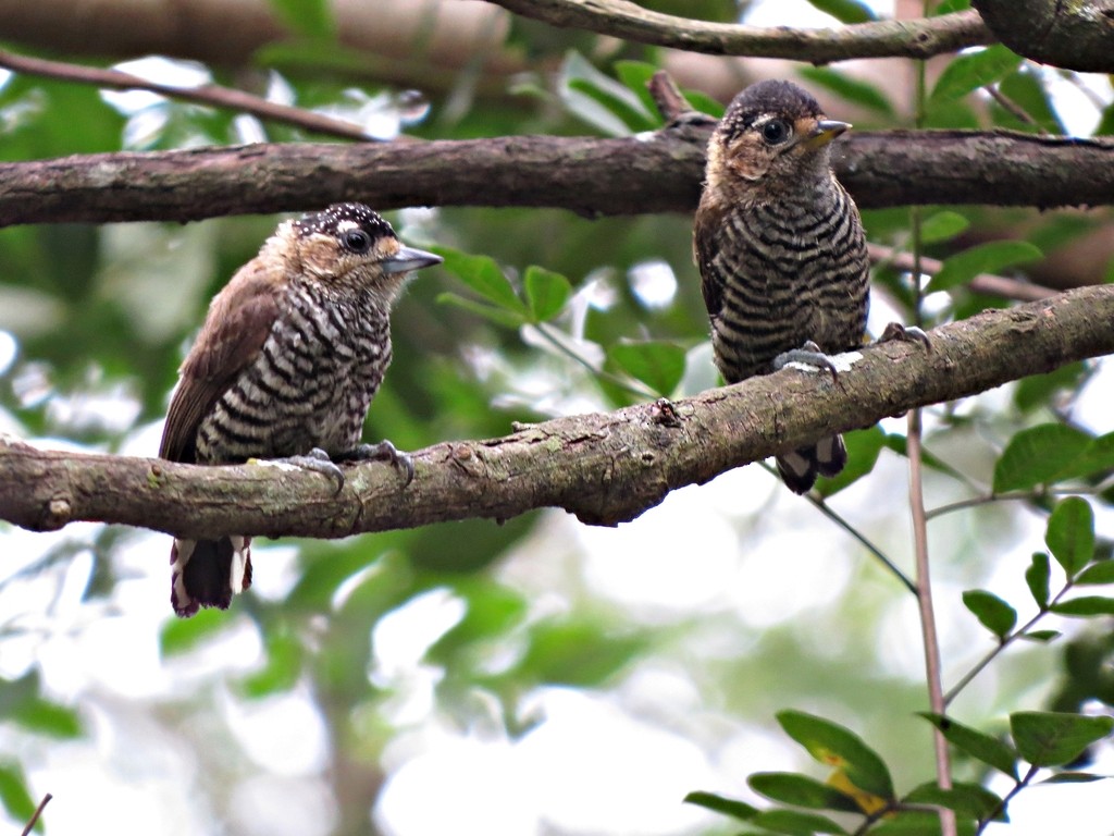 White-barred Piculet - ML242460091