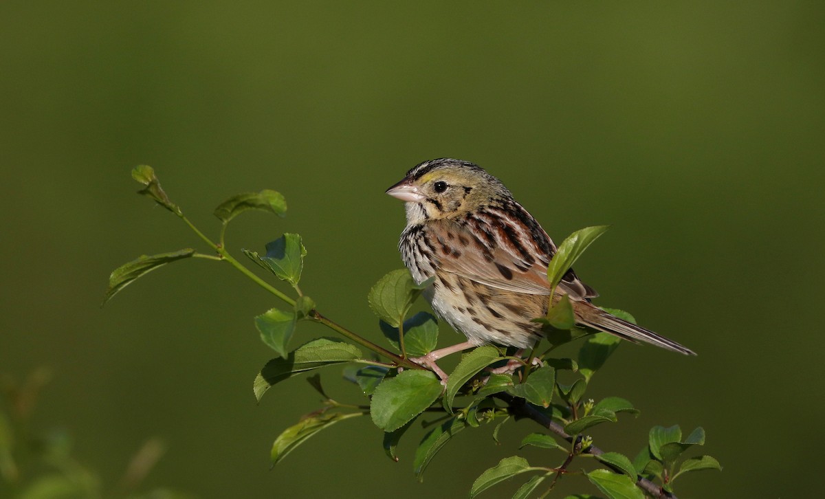 Henslow's Sparrow - Jay McGowan