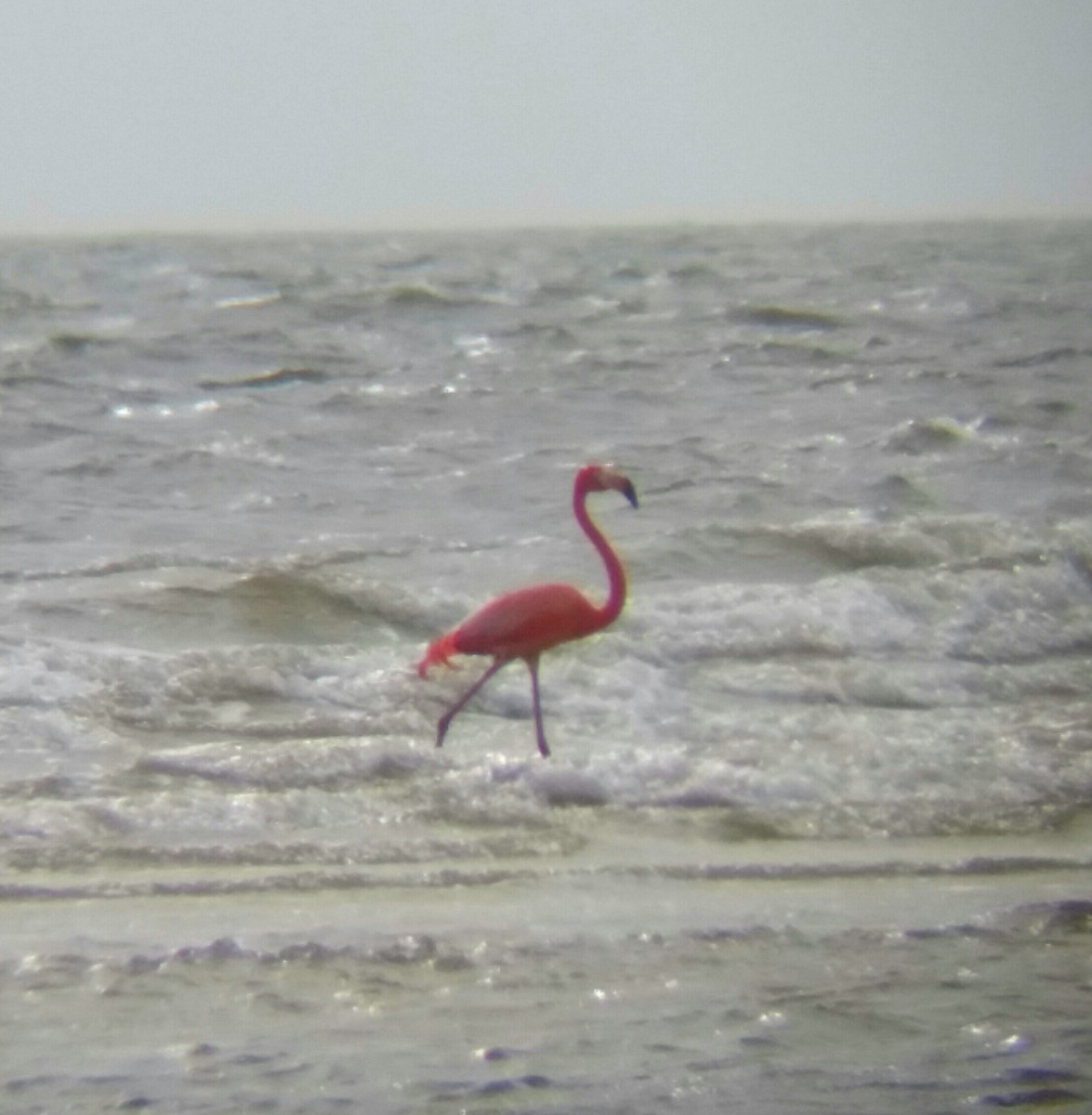 American Flamingo - ML24246021