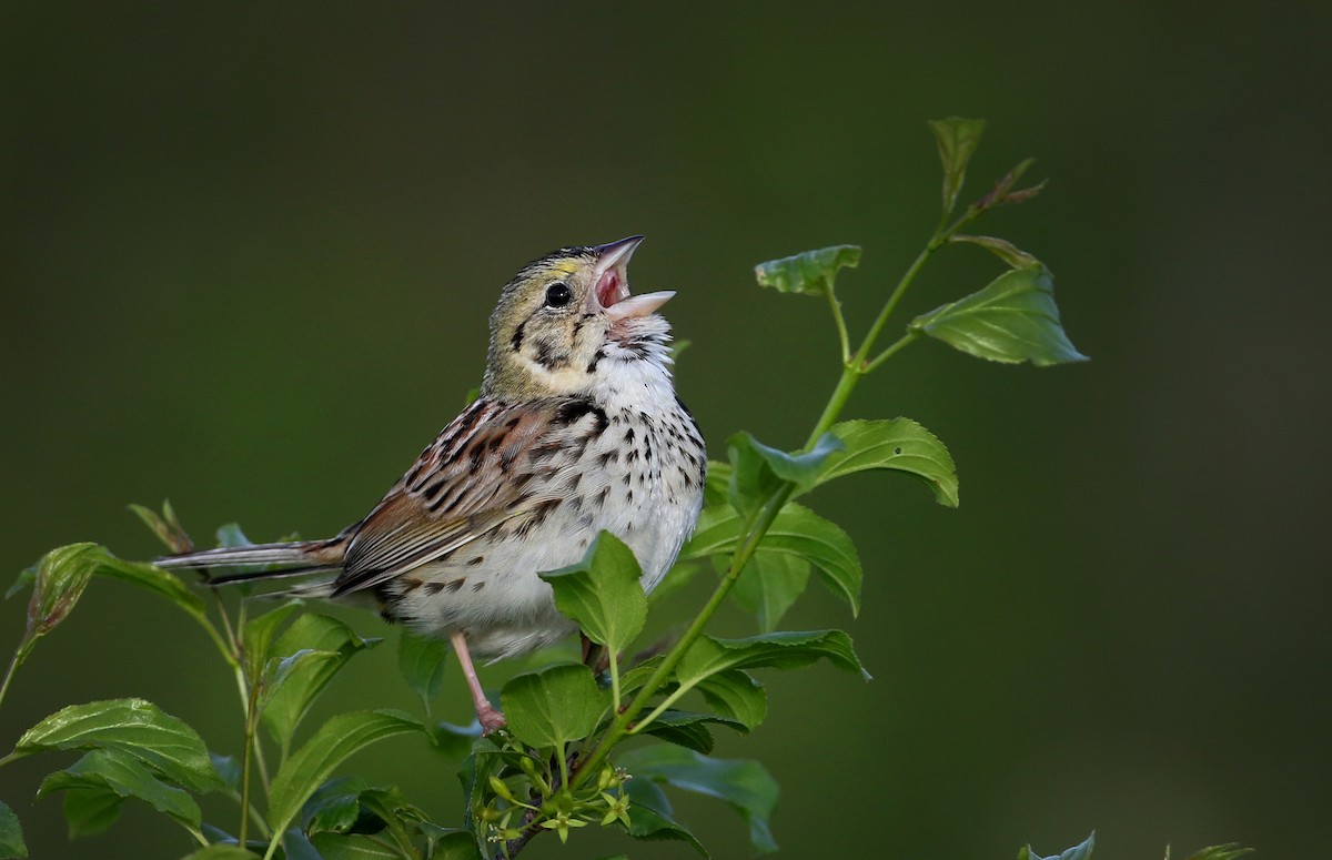 Henslow's Sparrow - Jay McGowan