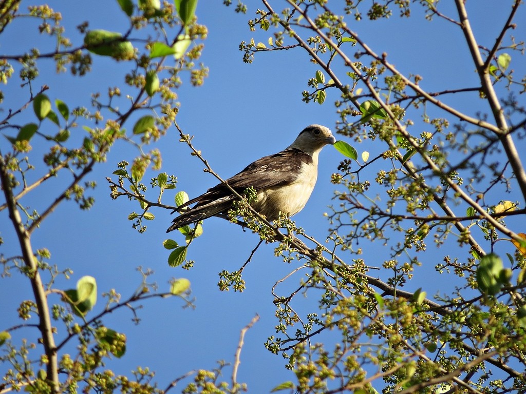 Yellow-headed Caracara - ML242460781