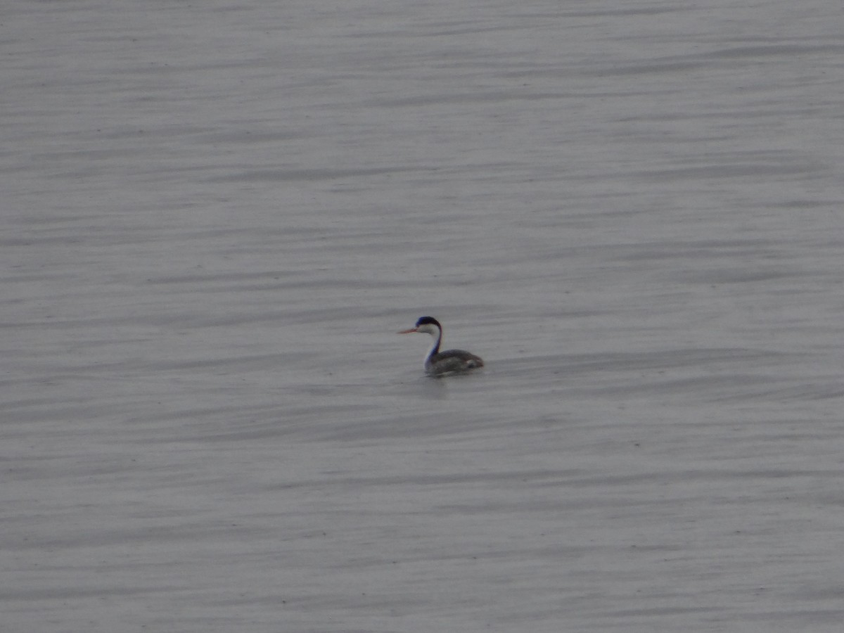 Clark's Grebe - Carl Lundblad