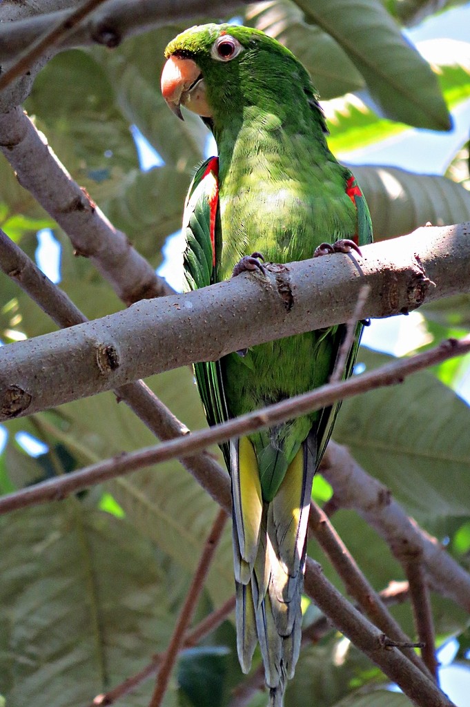 Aratinga Ojiblanca - ML242461271