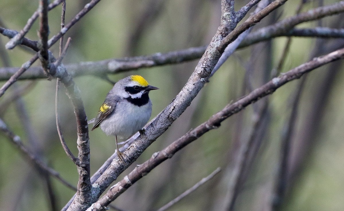 Golden-winged Warbler - Jay McGowan