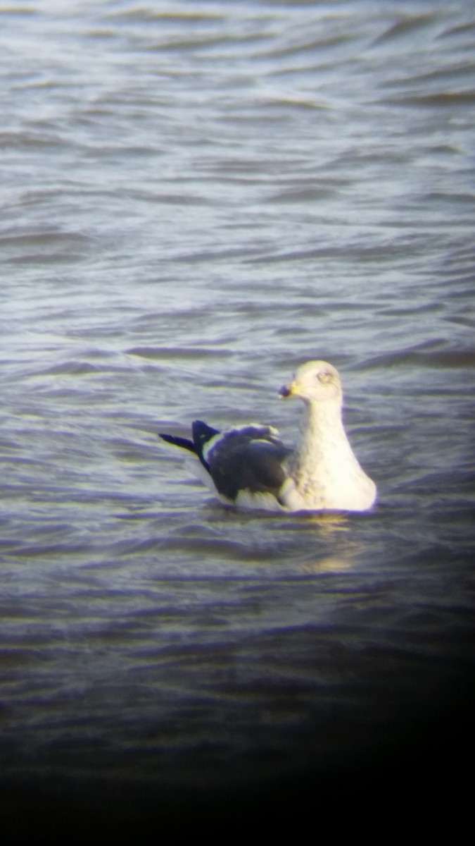 Lesser Black-backed Gull - Jeff Bowen