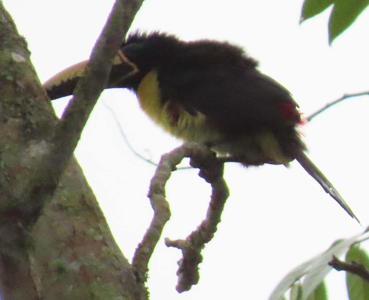 Lettered Aracari - Peter Colasanti