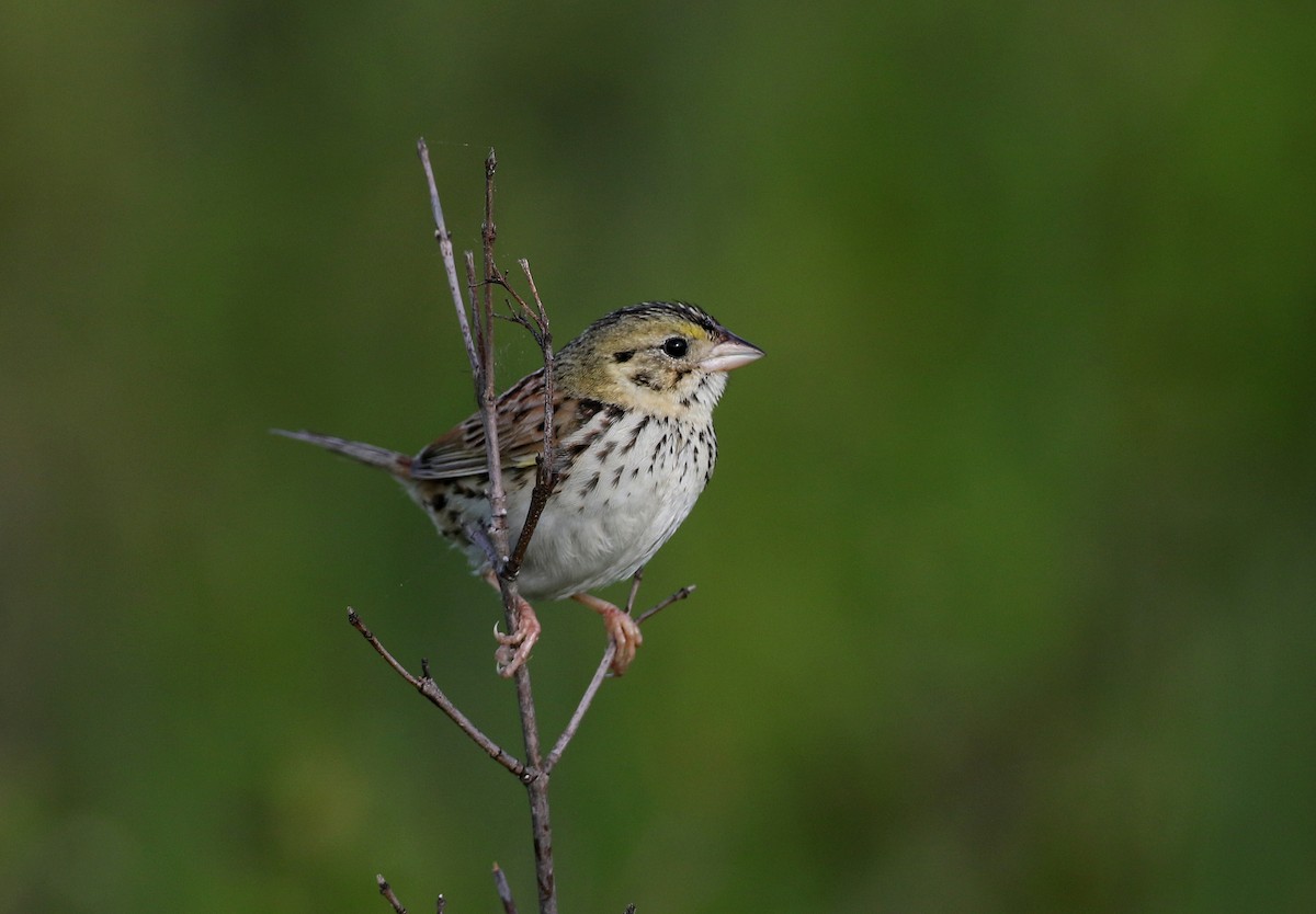 Henslow's Sparrow - ML242462411