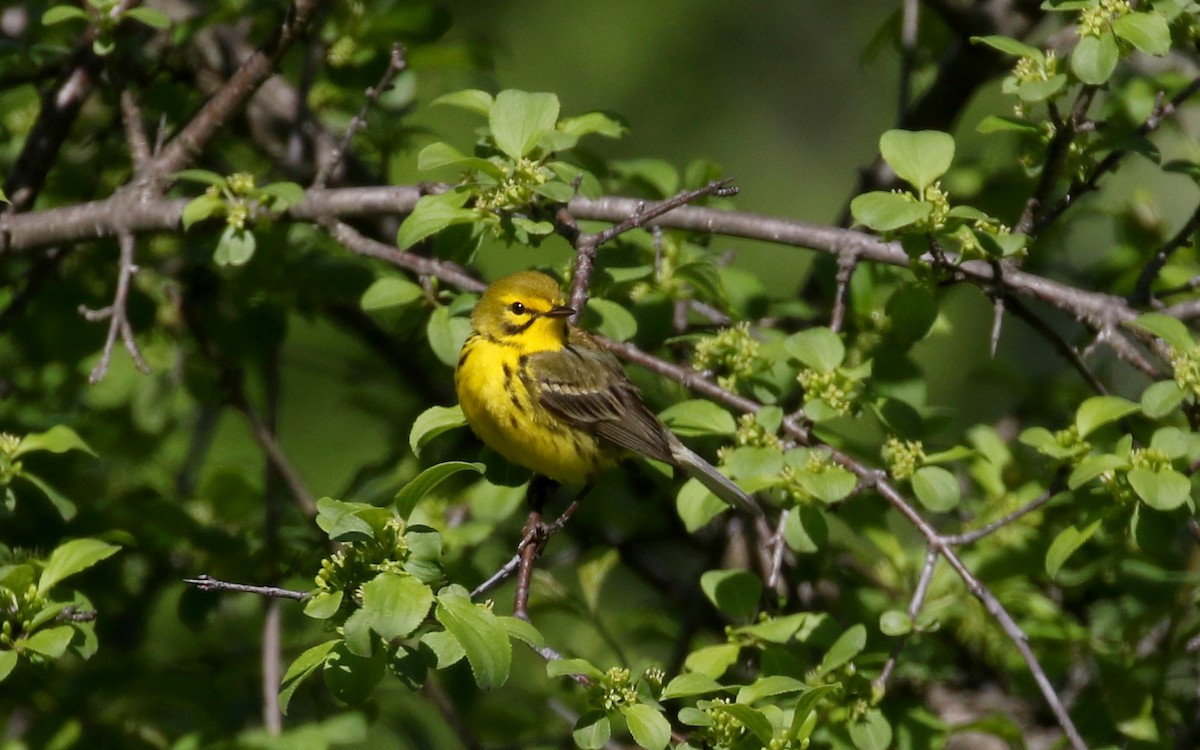 Prairie Warbler - ML242462731