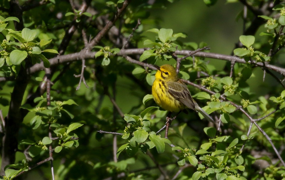 Prairie Warbler - ML242462741