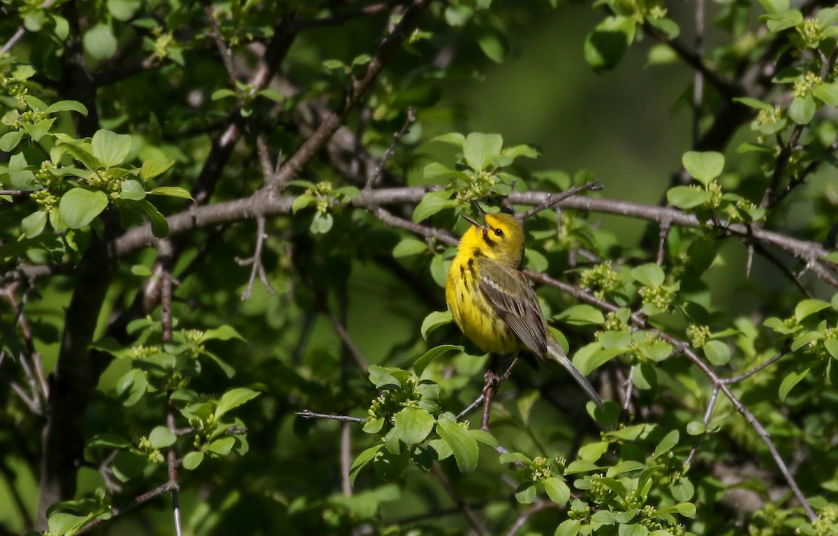 Prairie Warbler - ML242462761