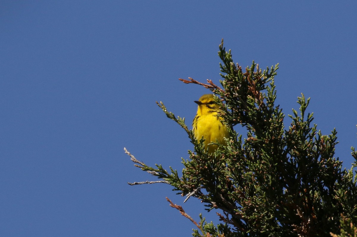 Prairie Warbler - ML242462821