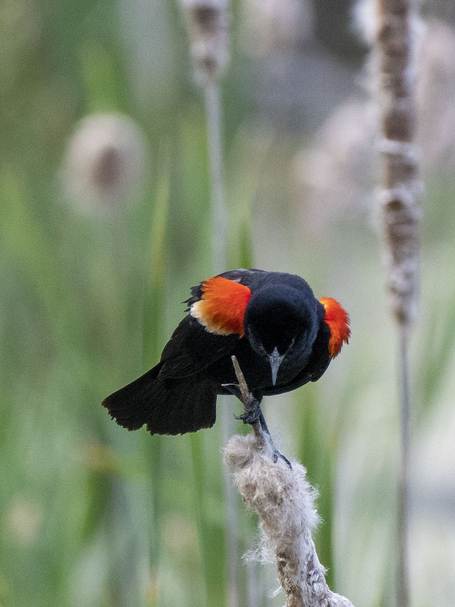 Red-winged Blackbird - ML242462831