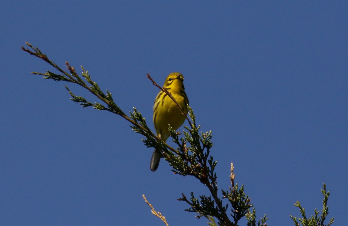 Prairie Warbler - ML242462871