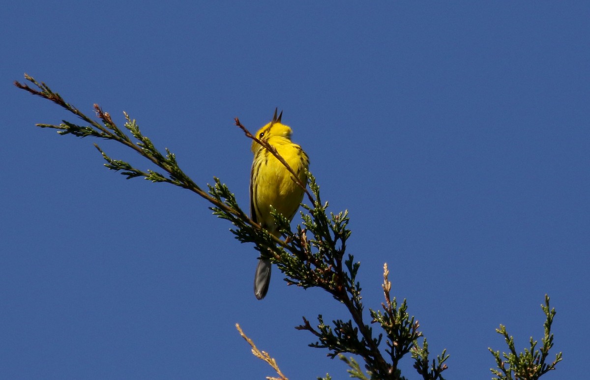 Prairie Warbler - ML242462881