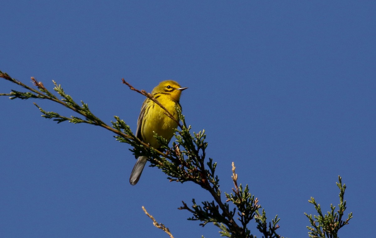 Prairie Warbler - ML242462901