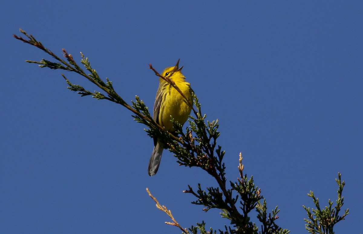 Prairie Warbler - ML242462911