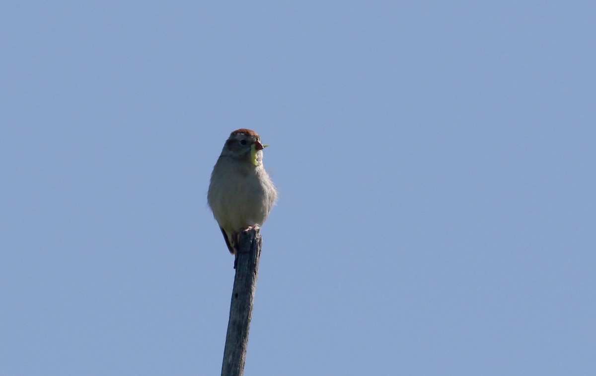 Field Sparrow - ML242462941