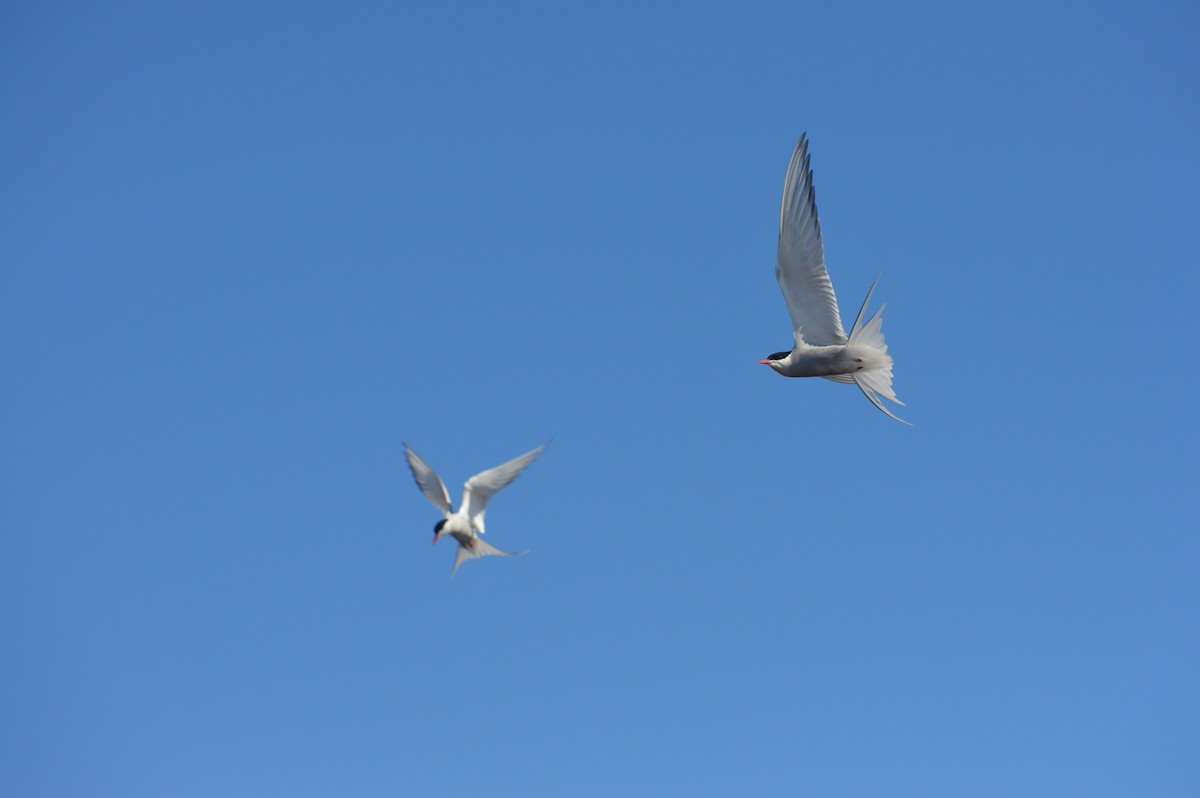 Arctic Tern - ML242465011