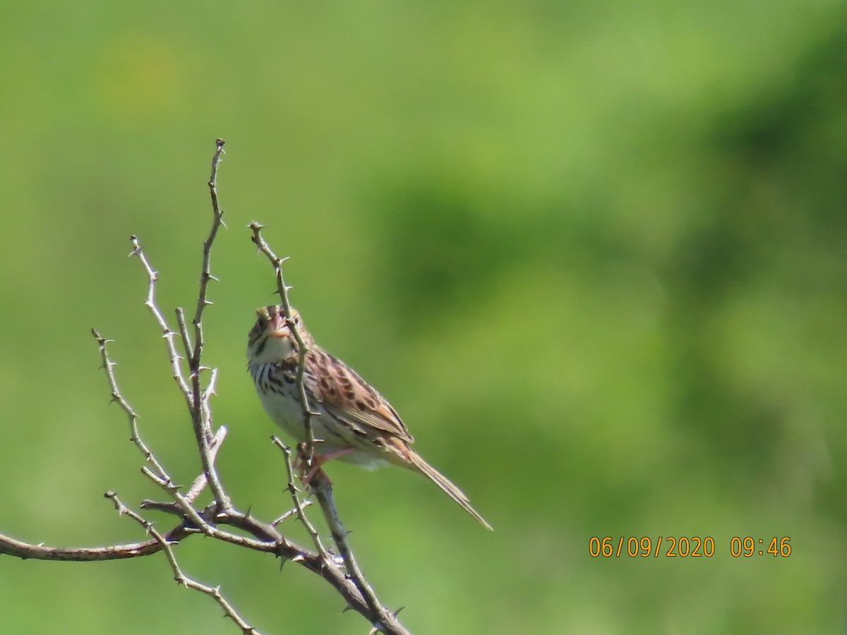 Henslow's Sparrow - ML242465121