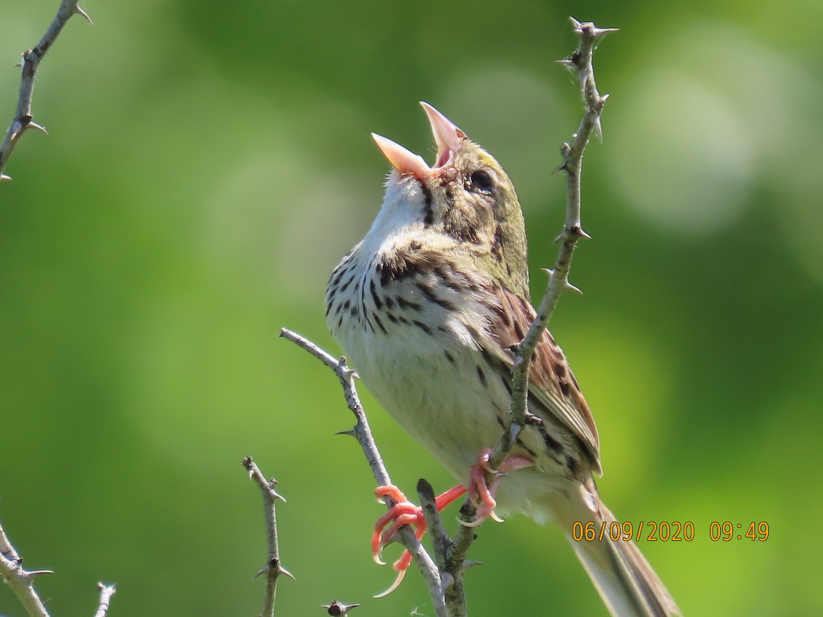 Henslow's Sparrow - ML242465171