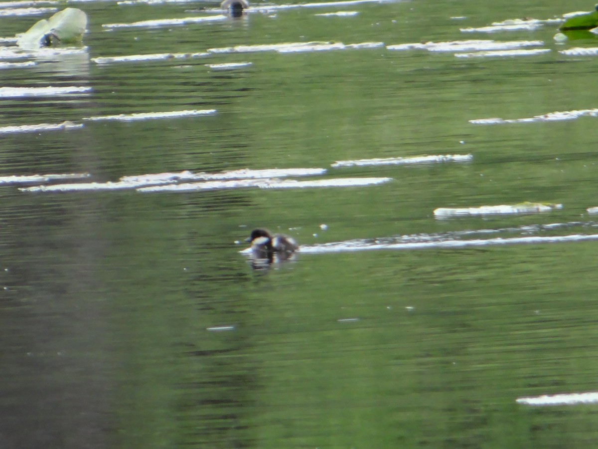 Common Goldeneye - ML242465281