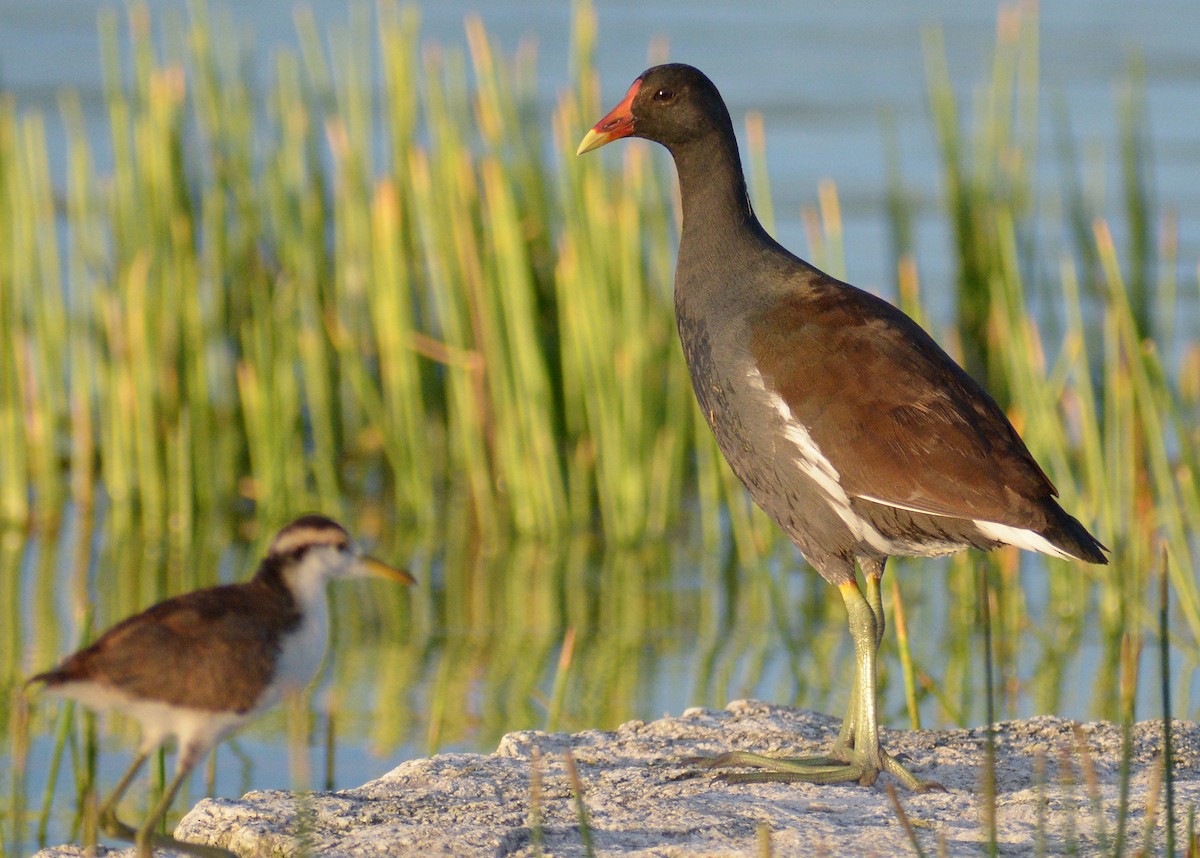 Gallinule d'Amérique - ML242465501