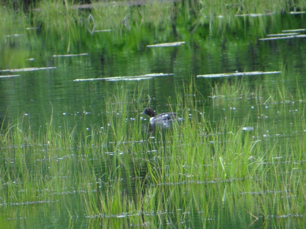 Common Goldeneye - ML242465521