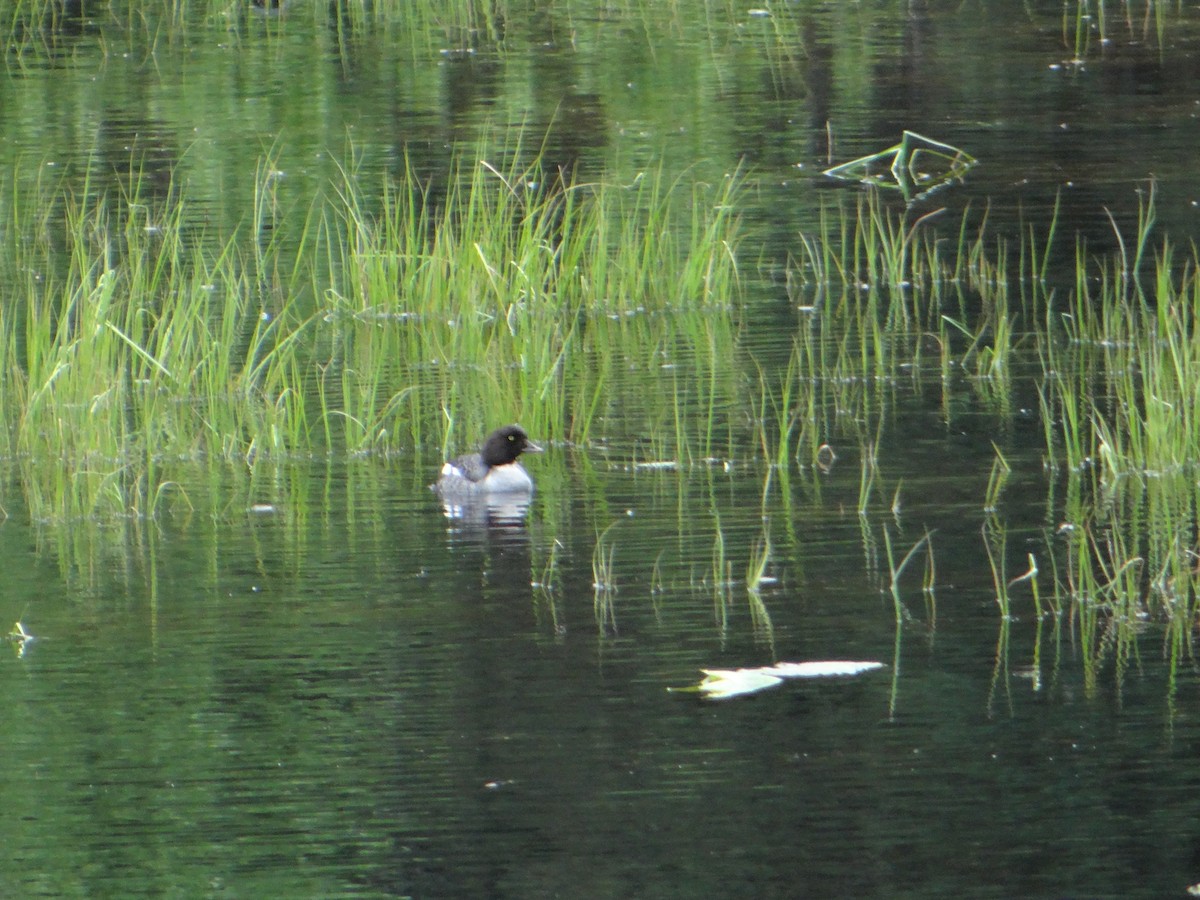 Common Goldeneye - ML242465531