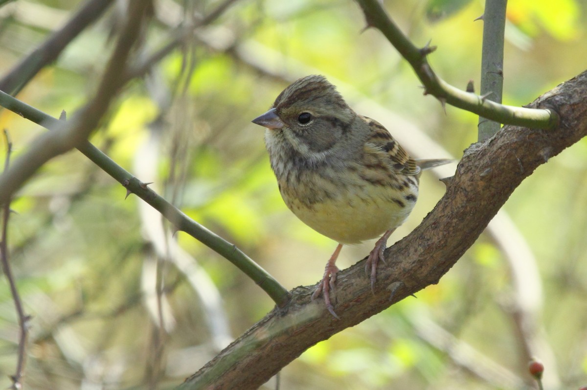Black-faced/Masked Bunting - Richard Fuller
