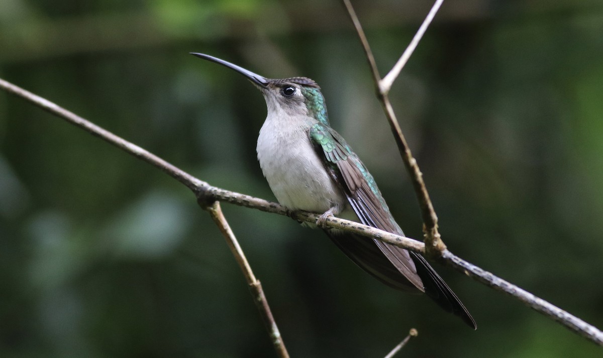 Wedge-tailed Sabrewing (Long-tailed) - ML242467051